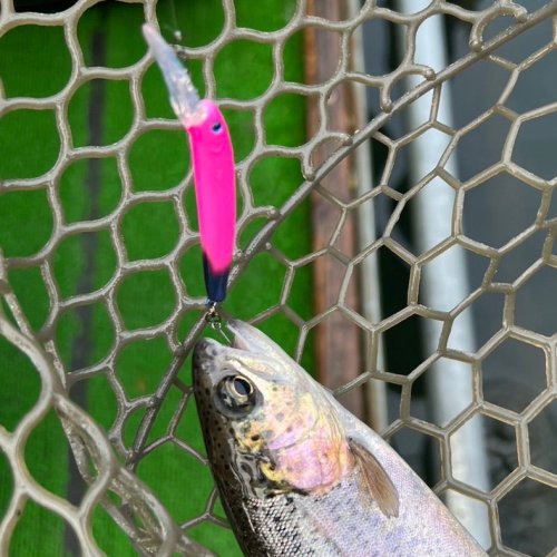 [HAMA original trout lure] Eagle Player 50 slim Daysprout/Disprout