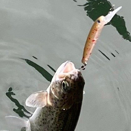 [HAMA original trout lure] GJ Pikochatakula DR-SS (Super Slow Thinking)